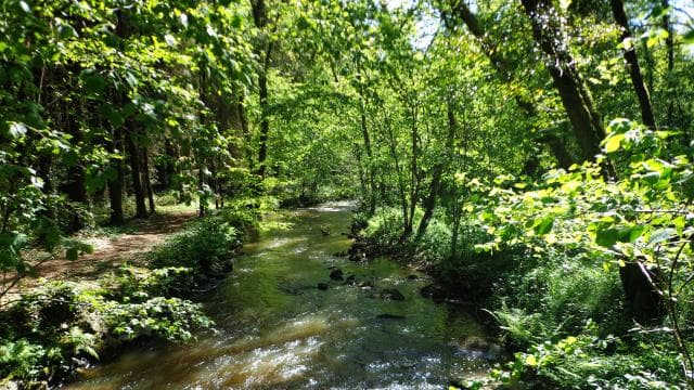 La Forêt des Andaines